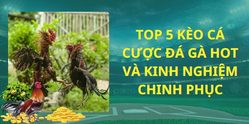 top 5 kèo cá cược đá gà