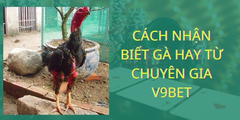 Cách Nhận Biết Gà