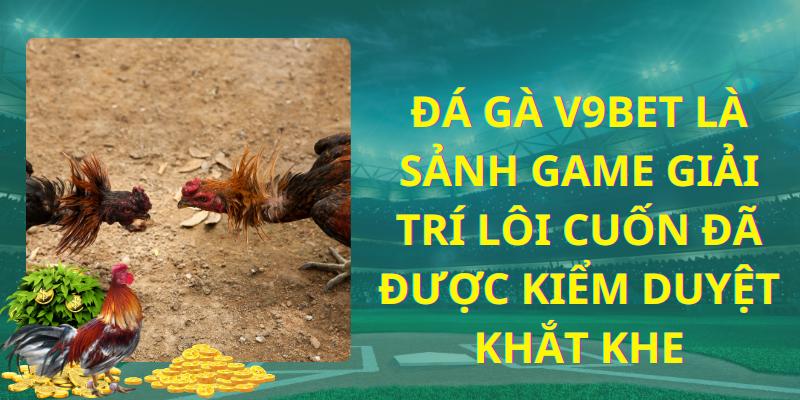 Đá gà V9bet là sảnh game giải trí lôi cuốn đã được kiểm duyệt khắt khe